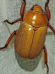 Pelidnota punctulata