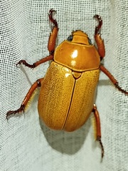 Pelidnota punctulata