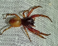 Trachelas volutus