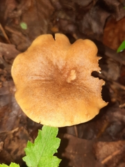 Gymnopus earleae