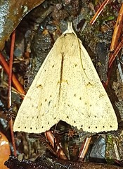 Scolecocampinae