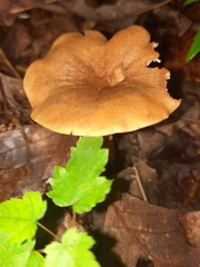 Gymnopus earleae