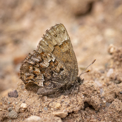 Callophrys lanoraieensis
