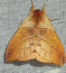 Hylesia subaurea