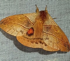 Hylesia subaurea