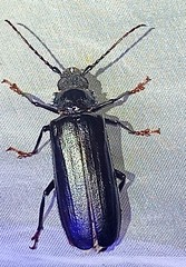 Nothopleurus lobigenis