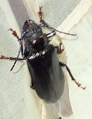 Nothopleurus lobigenis