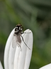 Anthomyia quinquemaculata