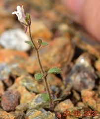 Chaenorhinum rupestre