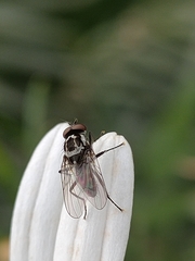 Anthomyia quinquemaculata