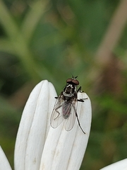 Anthomyia quinquemaculata
