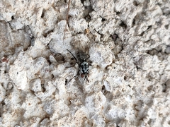 Anthomyia quinquemaculata