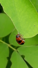 Ceratobasis koenigii