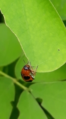 Ceratobasis koenigii