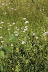 Armeria arenaria