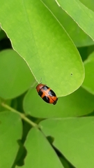 Ceratobasis koenigii