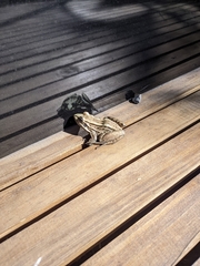 Leptodactylus paranaru