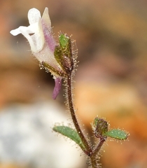 Chaenorhinum rupestre