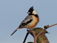 Charitospiza eucosma