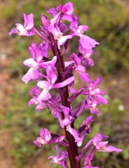 Orchis olbiensis
