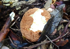 Calvatia rugosa