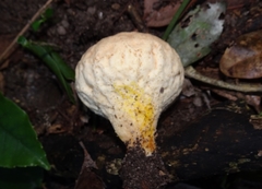 Calvatia rugosa