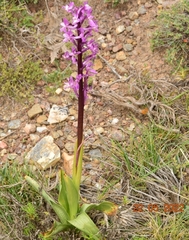 Orchis olbiensis