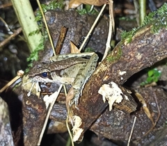 Wijayarana