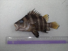 Hapalogenys analis