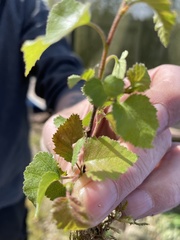 Betula pubescens