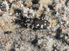 Cicindela maritima