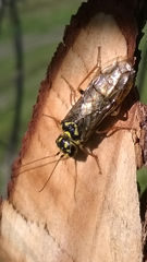 Acantholyda posticalis