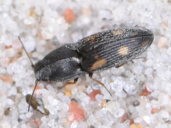 Negastrius