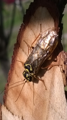 Acantholyda posticalis