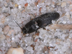 Negastrius