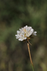 Armeria arenaria