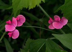 Lathyrus latifolius