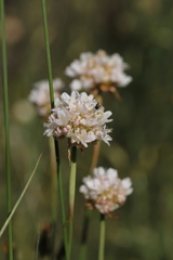 Armeria arenaria