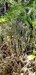 Cladonia maxima