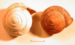 Nesiohelix kanoi