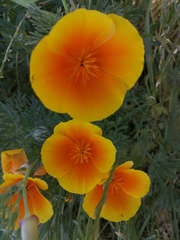 Eschscholzia californica