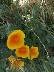Eschscholzia californica