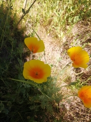 Eschscholzia californica