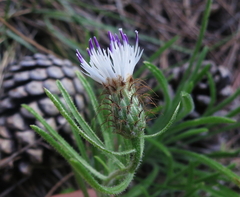 Centaurea stuessyi