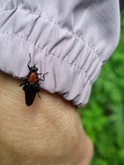 Clitellaria ephippium