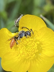 Nomada fabriciana