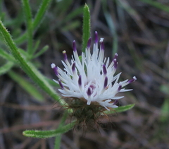 Centaurea stuessyi