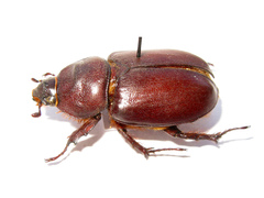 Oryctes nasicornis