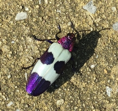 Chrysochroa buqueti
