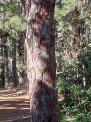 Dendrocopos major canariensis